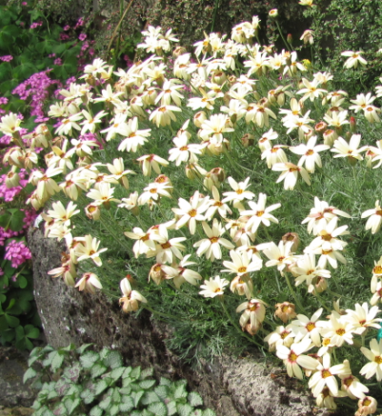 Rhodanthemum catananche